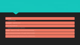 Lateral wall :
•Thickest and strongest
Composed of – Zygomatic bone
Greater wing of sphenoid
•Separated from the roof by superior orbital fissure
Location – Adjacent to middle cranial fossa and temporal fossa
Extends anteriorly to the equator of the globe helping to protect
posterior half of the eye while still allowing wide peripheral vision
 