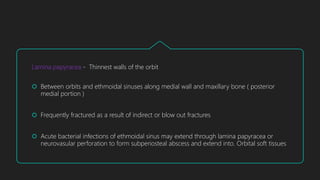 Lamina papyracea - Thinnest walls of the orbit
 Between orbits and ethmoidal sinuses along medial wall and maxillary bone ( posterior
medial portion )
 Frequently fractured as a result of indirect or blow out fractures
 Acute bacterial infections of ethmoidal sinus may extend through lamina papyracea or
neurovasular perforation to form subperiosteal abscess and extend into. Orbital soft tissues
 