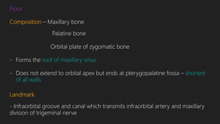 Floor :
Composition – Maxillary bone
Palatine bone
Orbital plate of zygomatic bone
- Forms the roof of maxillary sinus
- Does not extend to orbital apex but ends at pterygopalatine fossa – shortest
of all walls
Landmark
- Infraorbital groove and canal which transmits infraorbital artery and maxillary
division of trigeminal nerve
 