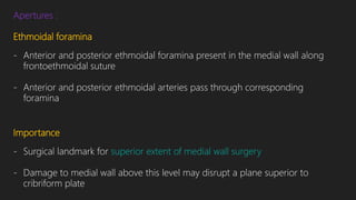 Apertures :
Ethmoidal foramina
- Anterior and posterior ethmoidal foramina present in the medial wall along
frontoethmoidal suture
- Anterior and posterior ethmoidal arteries pass through corresponding
foramina
Importance
- Surgical landmark for superior extent of medial wall surgery
- Damage to medial wall above this level may disrupt a plane superior to
cribriform plate
 