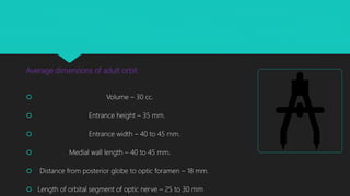 Average dimensions of adult orbit :
 Volume – 30 cc.
 Entrance height – 35 mm.
 Entrance width – 40 to 45 mm.
 Medial wall length – 40 to 45 mm.
 Distance from posterior globe to optic foramen – 18 mm.
 Length of orbital segment of optic nerve – 25 to 30 mm.
 
