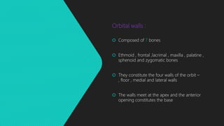 Orbital walls :
 Composed of 7 bones
 Ethmoid , frontal ,lacrimal , maxilla , palatine ,
sphenoid and zygomatic bones
 They constitute the four walls of the orbit –
, floor , medial and lateral walls
 The walls meet at the apex and the anterior
opening constitutes the base
 