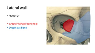 Lateral wall
• “Great Z”
• Greater wing of sphenoid
• Zygomatic bone
• .
 