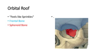 Orbital Roof
• “Feels like Sprinkles”
• Frontal Bone
• Sphenoid Bone
• .
 