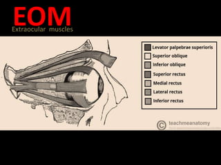 EOMExtraocular muscles
 