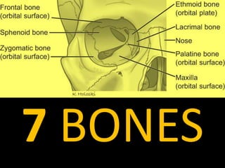 7 BONES
 