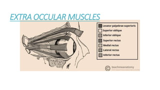 EXTRA OCCULAR MUSCLES
 