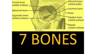 7 BONES
 