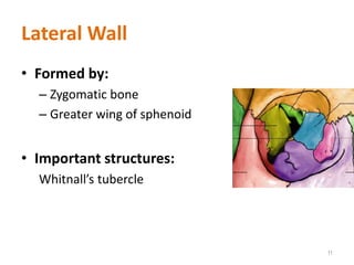 Lateral Wall
• Formed by:
– Zygomatic bone
– Greater wing of sphenoid
• Important structures:
Whitnall’s tubercle
11
 