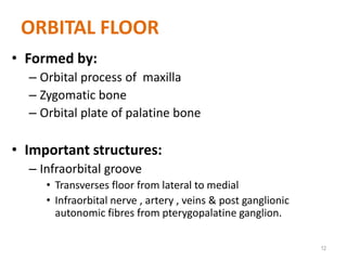 ORBITAL FLOOR
• Formed by:
– Orbital process of maxilla
– Zygomatic bone
– Orbital plate of palatine bone
• Important structures:
– Infraorbital groove
• Transverses floor from lateral to medial
• Infraorbital nerve , artery , veins & post ganglionic
autonomic fibres from pterygopalatine ganglion.
12
 
