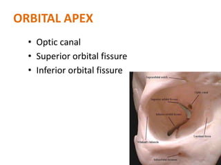 ORBITAL APEX
• Optic canal
• Superior orbital fissure
• Inferior orbital fissure
14
 