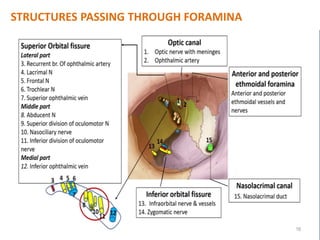 16
STRUCTURES PASSING THROUGH FORAMINA
 