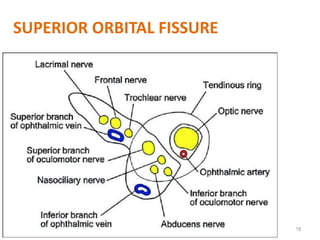 18
SUPERIOR ORBITAL FISSURE
 