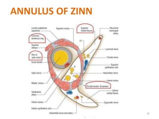 20
ANNULUS OF ZINN
 