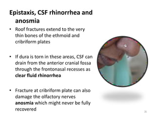 Epistaxis, CSF rhinorrhea and
anosmia
• Roof fractures extend to the very
thin bones of the ethmoid and
cribriform plates
• If dura is torn in these areas, CSF can
drain from the anterior cranial fossa
through the frontonasal recesses as
clear fluid rhinorrhea
• Fracture at cribriform plate can also
damage the olfactory nerves
anosmia which might never be fully
recovered 35
 
