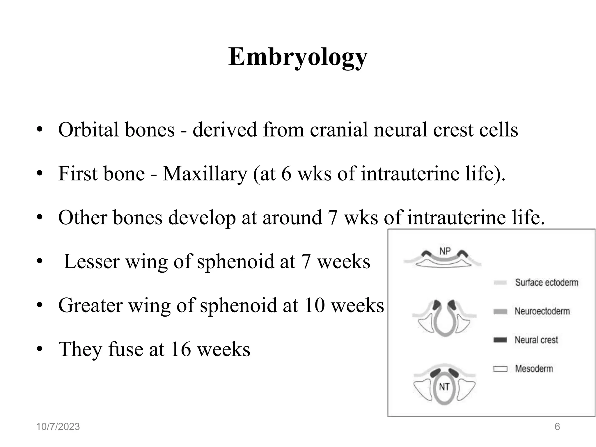 Lesser Multang Bone Orbit anatomy.ppt