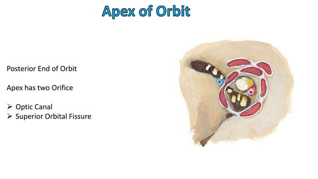 Orbit Anatomy and Surgical Spaces | PPTX | Ear, Nose and Throat ...