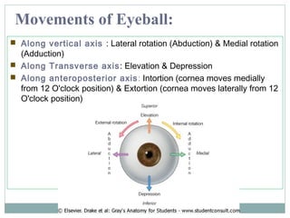 Intortion Orbit and Extra-Ocular Muscles | PPT