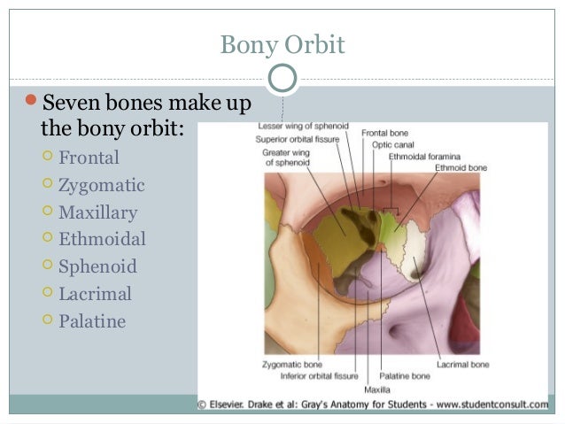 Orbit and Extra-Ocular Muscles