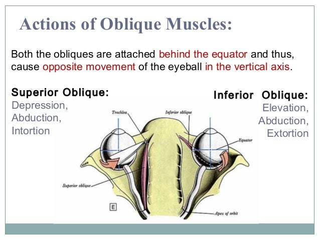 Orbit and Extra-Ocular Muscles