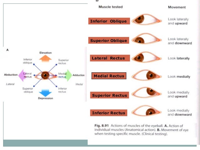 Orbit and Extra-Ocular Muscles