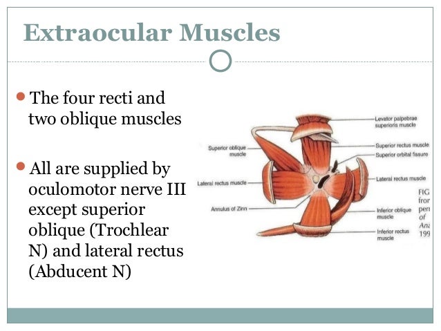 Orbit and Extra-Ocular Muscles