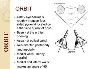 Orbit and eye, | PPTX