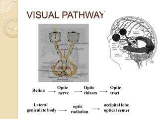 Orbit and eye, | PPTX