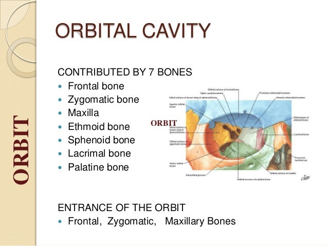 orbit and eye bones that form the orbit