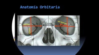 Orbita osea