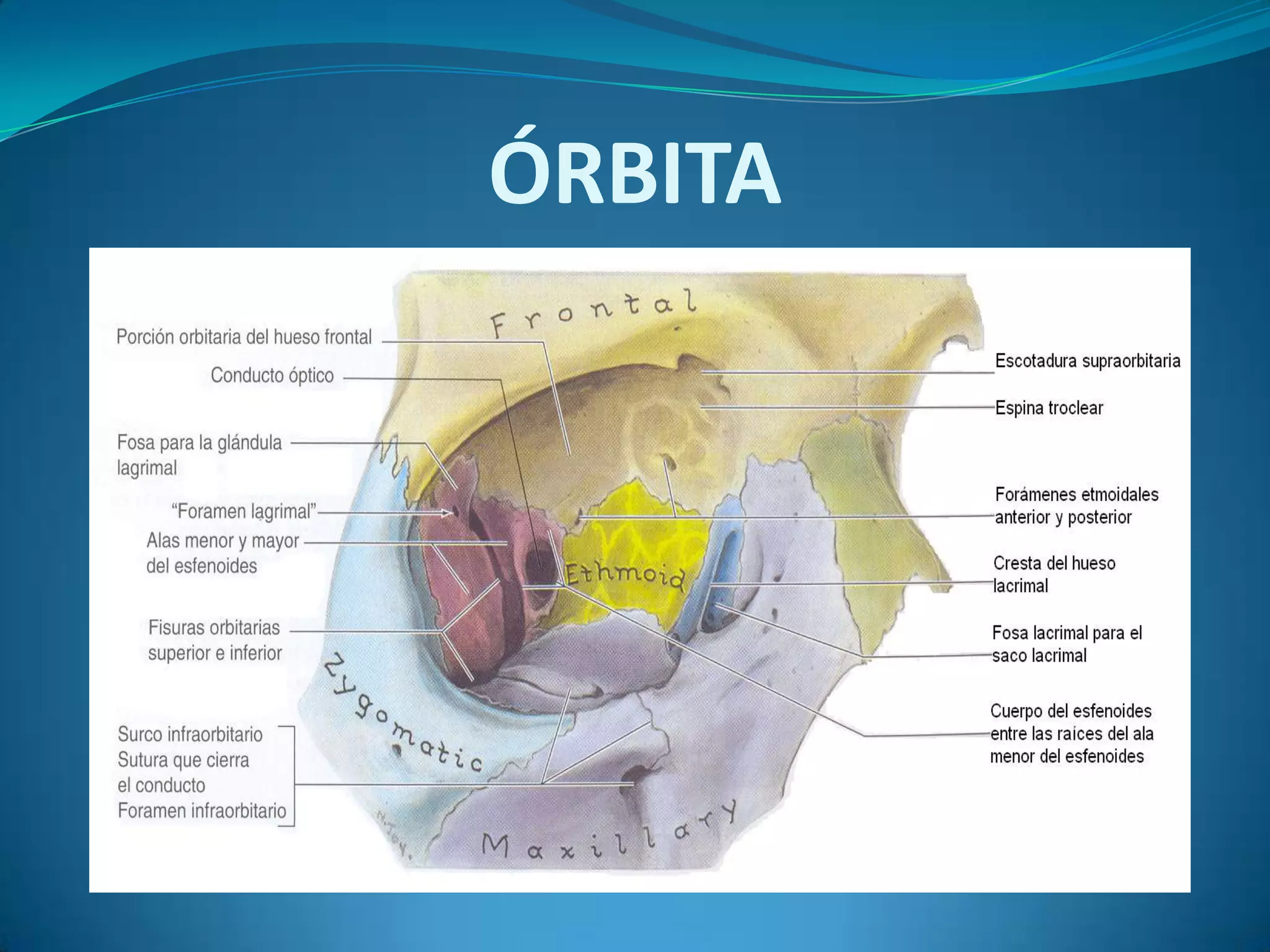 Orbita, RegióN Orbitaria Y Globo Ocular55 | PPTX