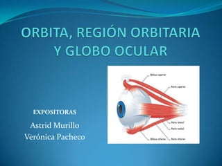 ORBITA, REGIÓN ORBITARIA Y GLOBO OCULAR EXPOSITORAS Astrid Murillo Verónica Pacheco 