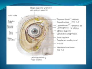 APARATO LACRIMALFormada por:Glándulas lacrimales: secreta el líquido lacrimal. Este líquido humedece y lubrica las superficie de la conjuntiva y de la córnea y aporta nutrientes y oxígeno a la córnea.Conductos lacrimales: conducen el líquido lacrimal.Canalículos lacrimales: drenan el líquido lacrimal.Conducto nasolacrimal: conducen el líquido lacrimal al meato nasal inferior.