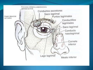Lesiones de los Nervios de los PárpadosLesión del Nervio Oculomotor: Produce una parálisis del músculo elevador del párpado y una caída (ptosis) del párpado del párpado superior.Lesión del Nervio Facial.- produce una parálisis del orbicular del ojo, imposibilitando el cierre completo de los párpados, así se pierde la protección rápida del ojo.