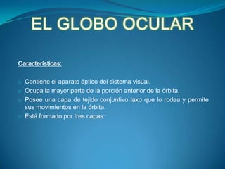 EL GLOBO OCULARCaracterísticas:Contiene el aparato óptico del sistema visual.
