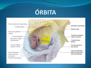 ÓRBITA