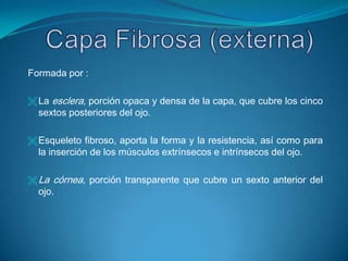 Ocupa la mayor parte de la porción anterior de la órbita.