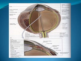 Esqueleto fibroso, aporta la forma y la resistencia, así como para la inserción de los músculos extrínsecos e intrínsecos del ojo.