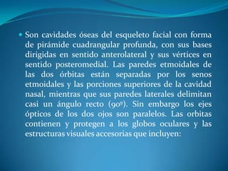 Son cavidades óseas del esqueleto facial con forma de pirámide cuadrangular profunda, con sus bases dirigidas en sentido anterolateral y sus vértices en sentido posteromedial. Las paredes etmoidales de las dos órbitas están separadas por los senos etmoidales y las porciones superiores de la cavidad nasal, mientras que sus paredes laterales delimitan casi un ángulo recto (90º). Sin embargo los ejes ópticos de los dos ojos son paralelos. Las orbitas contienen y protegen a los globos oculares y las estructuras visuales accesorias que incluyen: