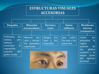 ESTRUCTURAS VISUALES ACCESORIASPárpadosMúsculosextraocularesNervios y vasosFascia orbitariaMembrana mucosa (conjuntiva)Delimitan las órbitas por delante y controlan la exposición anterior del globo ocularMueven los ojos y elevan los párpados superioresdirigen los ojos y los músculosque rodea los ojos y los músculosCubre los párpados, la región anterior de loa globos oculares y la mayor parte del aparato lacrimal.