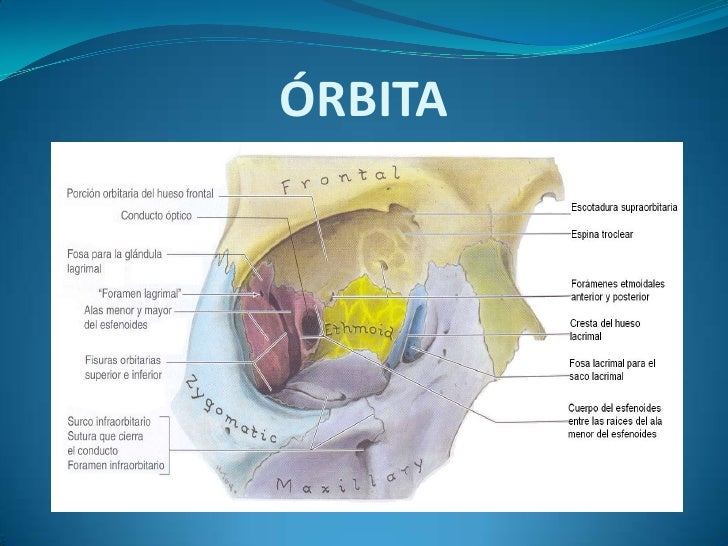 Orbita, RegióN Orbitaria Y Globo Ocular55