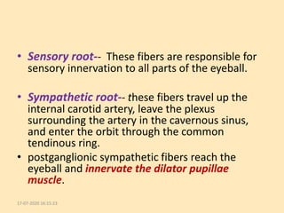 Sensorial Roots Surgical Anatomy of Orbit | PPTX