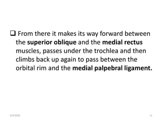  From there it makes its way forward between
the superior oblique and the medial rectus
muscles, passes under the trochlea and then
climbs back up again to pass between the
orbital rim and the medial palpebral ligament.
5/4/2020 11
 
