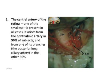 1. The central artery of the
retina —one of the
smallest—is present in
all cases. It arises from
the ophthalmic artery in
50% of subjects, and
from one of its branches
(the posterior long
ciliary artery) in the
other 50%.
5/4/2020 17
 