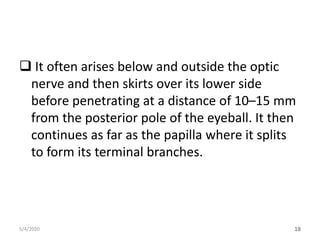 It often arises below and outside the optic
nerve and then skirts over its lower side
before penetrating at a distance of 10–15 mm
from the posterior pole of the eyeball. It then
continues as far as the papilla where it splits
to form its terminal branches.
5/4/2020 18
 