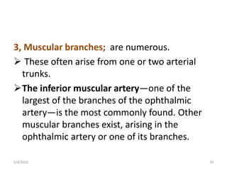 3, Muscular branches; are numerous.
 These often arise from one or two arterial
trunks.
The inferior muscular artery—one of the
largest of the branches of the ophthalmic
artery—is the most commonly found. Other
muscular branches exist, arising in the
ophthalmic artery or one of its branches.
5/4/2020 29
 