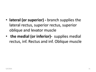 • lateral (or superior) - branch supplies the
lateral rectus, superior rectus, superior
oblique and levator muscle
• the medial (or inferior)- supplies medial
rectus, inf. Rectus and inf. Oblique muscle
5/4/2020 31
 