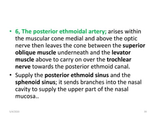 • 6, The posterior ethmoidal artery; arises within
the muscular cone medial and above the optic
nerve then leaves the cone between the superior
oblique muscle underneath and the levator
muscle above to carry on over the trochlear
nerve towards the posterior ethmoid canal.
• Supply the posterior ethmoid sinus and the
sphenoid sinus; it sends branches into the nasal
cavity to supply the upper part of the nasal
mucosa..
5/4/2020 39
 