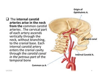  The internal carotid
arteries arise in the neck
from the common carotid
arteries . The cervical part
of each artery ascends
vertically through the
neck, without branching,
to the cranial base. Each
internal carotid artery
enters the cranial cavity
through the carotid canal
in the petrous part of the
temporal bone
Common ca A.
Origin of
Ophthalmic A.
Internal Carotid A.
Carotid canal
5/4/2020 4
 