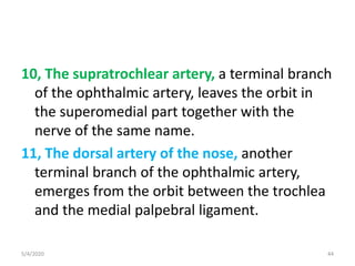 10, The supratrochlear artery, a terminal branch
of the ophthalmic artery, leaves the orbit in
the superomedial part together with the
nerve of the same name.
11, The dorsal artery of the nose, another
terminal branch of the ophthalmic artery,
emerges from the orbit between the trochlea
and the medial palpebral ligament.
5/4/2020 44
 